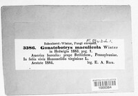 Gonatobotryum maculicola image